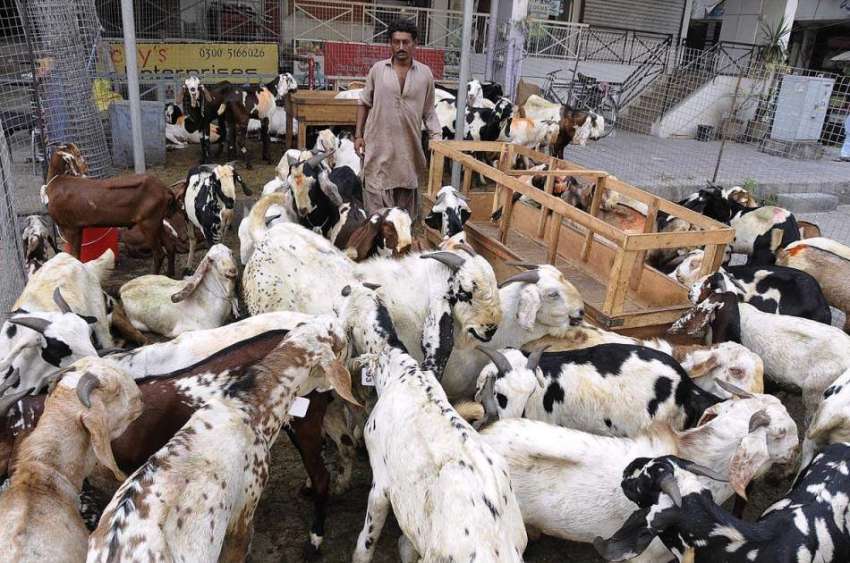 اسلام آباد: عیدالاضحی کی آمد کے موقع پر بیوپاری بکرے فروخت ..