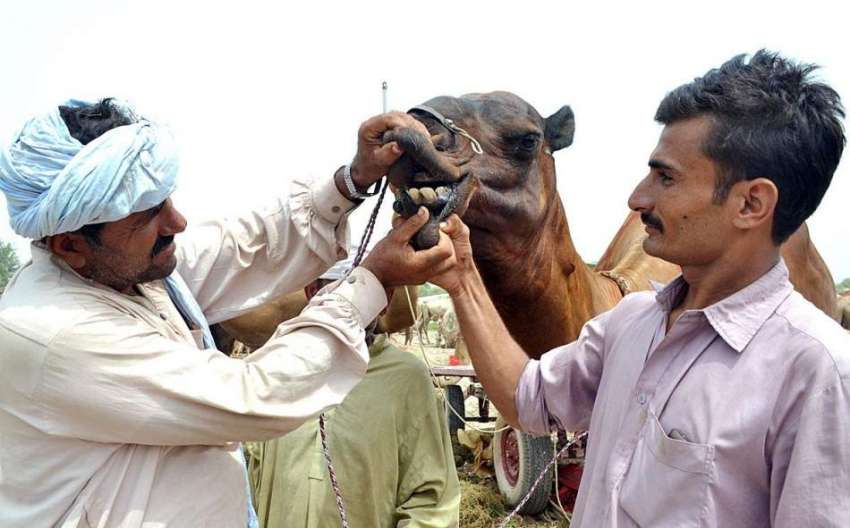 ملتان: عید الاضحی کی آمد کے موقع پر شہری مویشی منڈی میں قربانی ..
