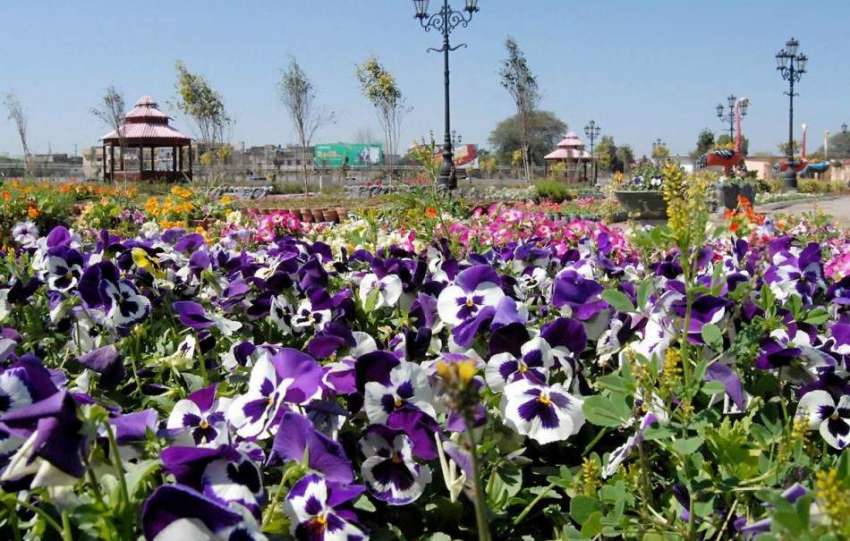 راولپنڈی: شہباز شریف پارک میں لگائے جانے والے پھولوں کا ..