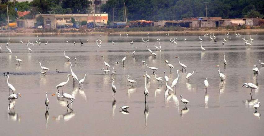 حیدر آباد: ہجرت کر کے آنیوالے پرندوں کے بڑی تعداد جی ٹی سی ..