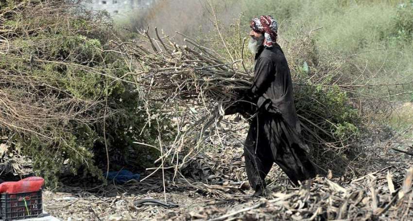 راولپنڈی: معمر شخص گھر کا چولہا جلانے کے لیے خشک لکڑیاں اکٹھی ..