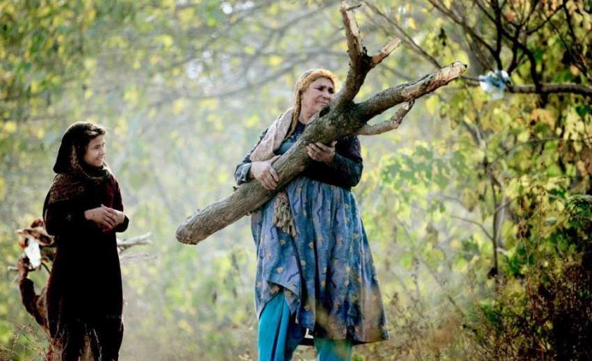 راولپنڈی: خانہ بدوش خاتون بطور ایندھن استعمال کے لیے لکڑی ..