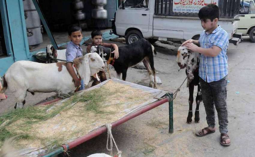 اسلام آباد: عیدالاضحی کے لیے قربانی کے جانوروں کے ساتھ بچے ..