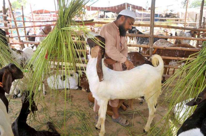 ملتان: عید قربان کے لیے مویشی منڈی میں لائے گئے بکرے کے بیوپاری ..