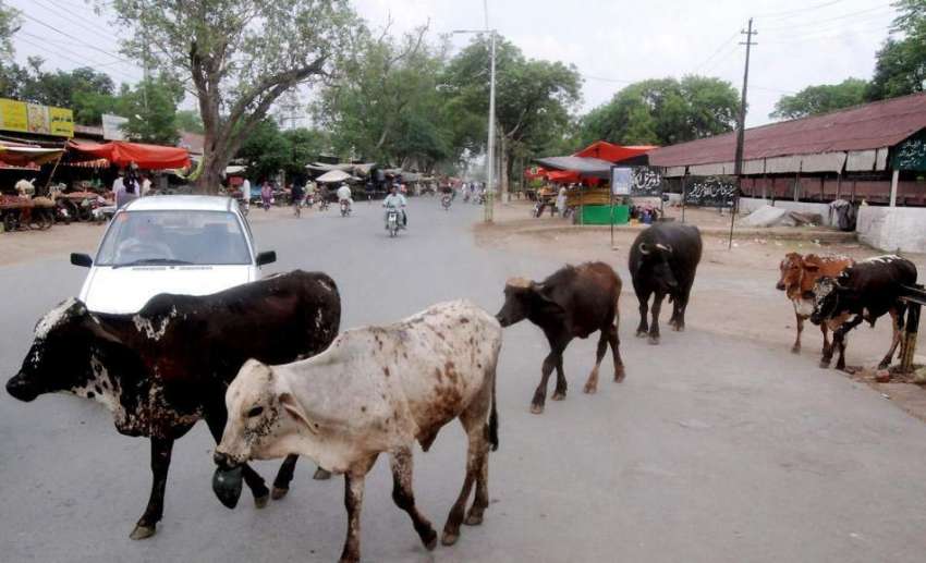 لاہور: شہر میں جانور رکھنے پر پابندی کے باوجود بھینسیں مغلپورہ ..