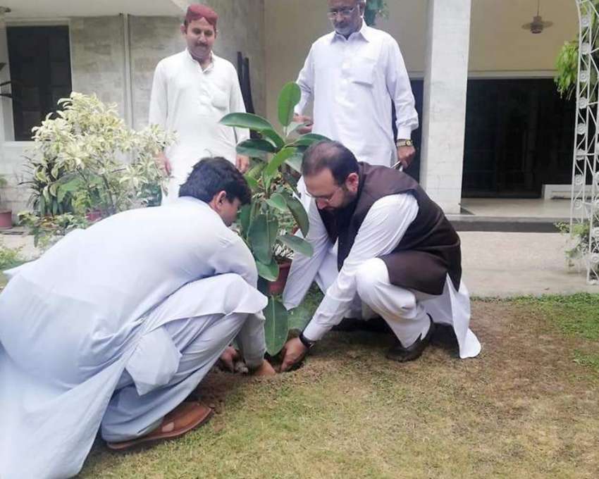 پشاور: وزیر صحت ھشام انعام اللہ پودا لگا کر شجرکاری مہم کا ..