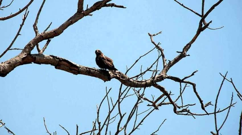 پشاور: خشک درخت پر ایک پرندہ بیٹھا ہے۔
