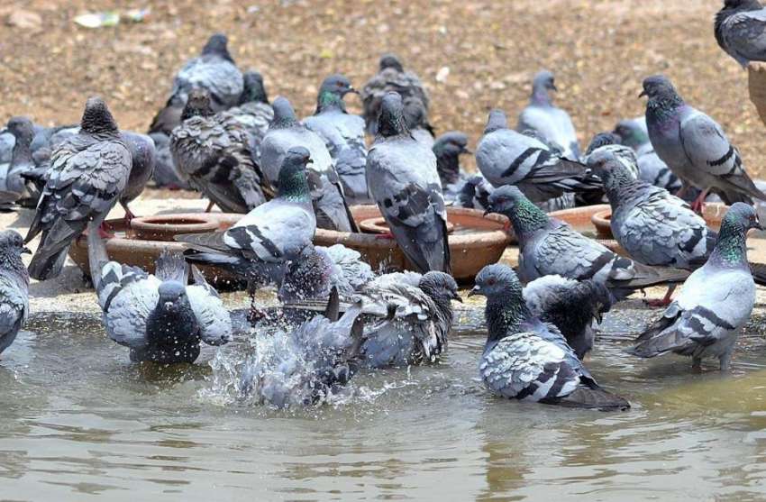 ملتان: کبوتر گرمی کی شدت سے بچنے کے لیے پانی میں نہا رہے ہیں۔