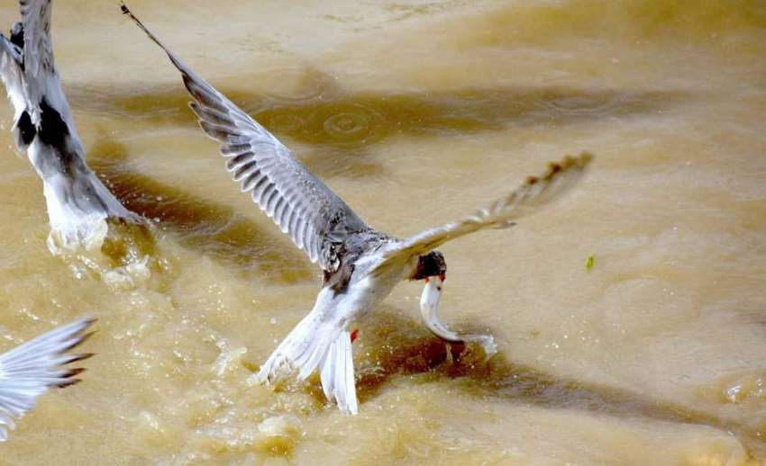 لاڑکانہ: پرندہ نہر سے مچھلی کا شکار رکر رہا ہے۔