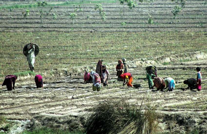 ملتان: کسان مرد و خواتین کھیت میں روزہ مرہ کام میں مصروف ..