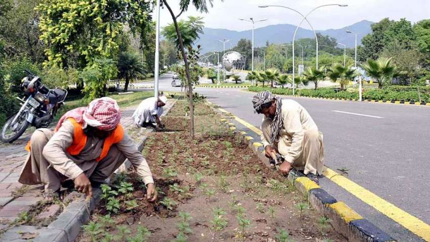 اسلام آباد: سی ڈی اے اہلکار موسمی پودے لگانے میں مصروف ہیں۔