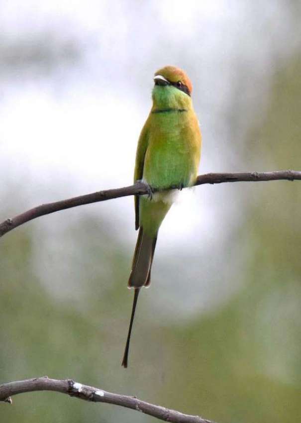 اسلام آباد: وفاقی دارالحکومت میں درخت کے شاخ پر بیٹھا پرندہ ..
