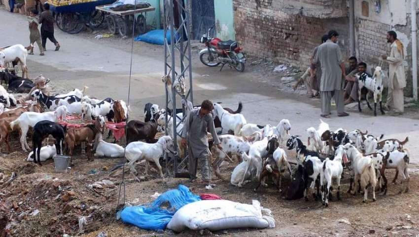 راولپنڈی: عیدالاضحی کی آمد کے موقع پر بیوپاری بکرے فروخت ..