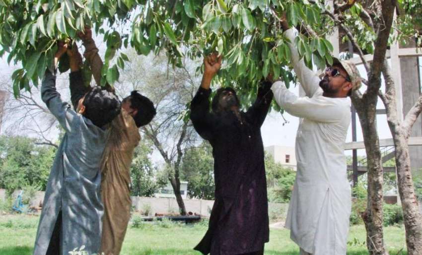 لاہور: نوجوان درخت سے جام توڑ رہا ہے۔