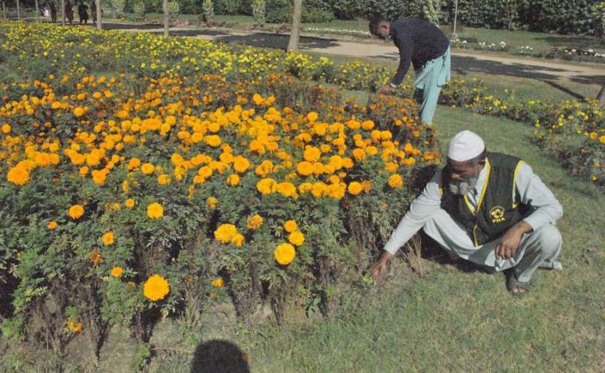 لاہور: پی ایچ اے کے مالی پھولوں کی نگہداشت میں مصروف عمل ..