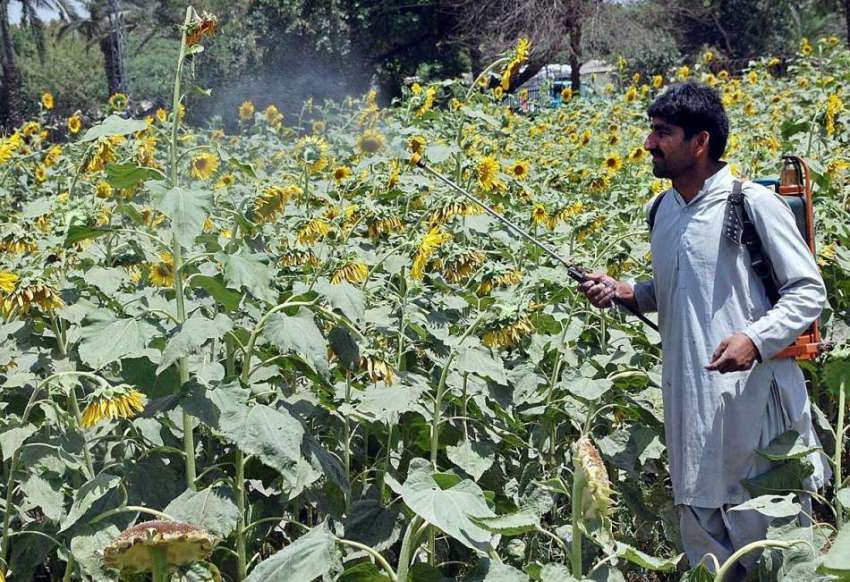 فیصل آباد: محنت کش کھیت میں سپرے کرنے میں مصروف ہے۔