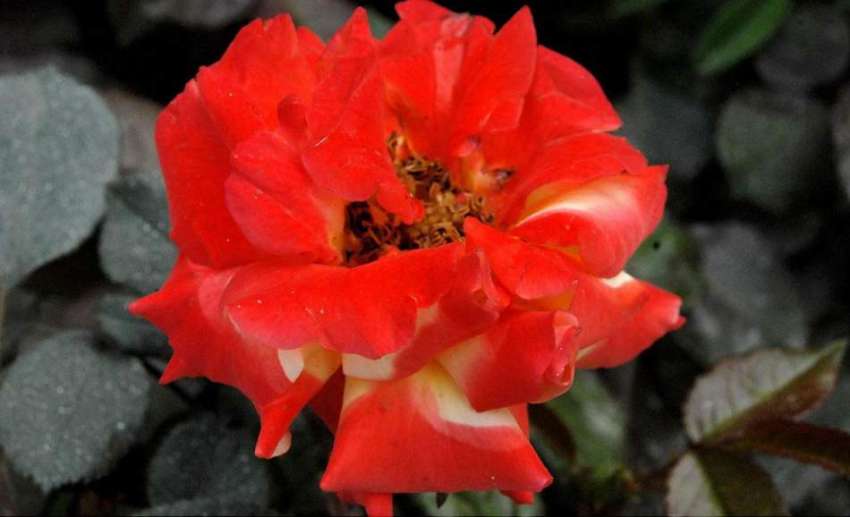 راولپنڈی: بارش کے نعد کھلنے والا گلاب کا پھول خوبصورت منظر ..
