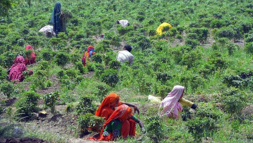 حیدر آباد: کسان خواتین کھیت سے جڑی بوٹیاں کاٹنے میں مصروف ..
