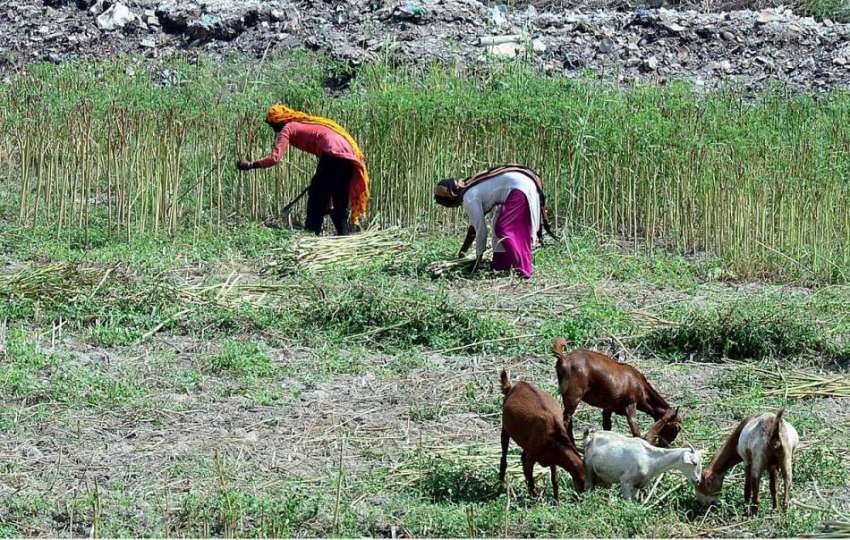 حیدرآباد: کسان خواتین کھیت سے چارا کاٹ رہی ہیں۔