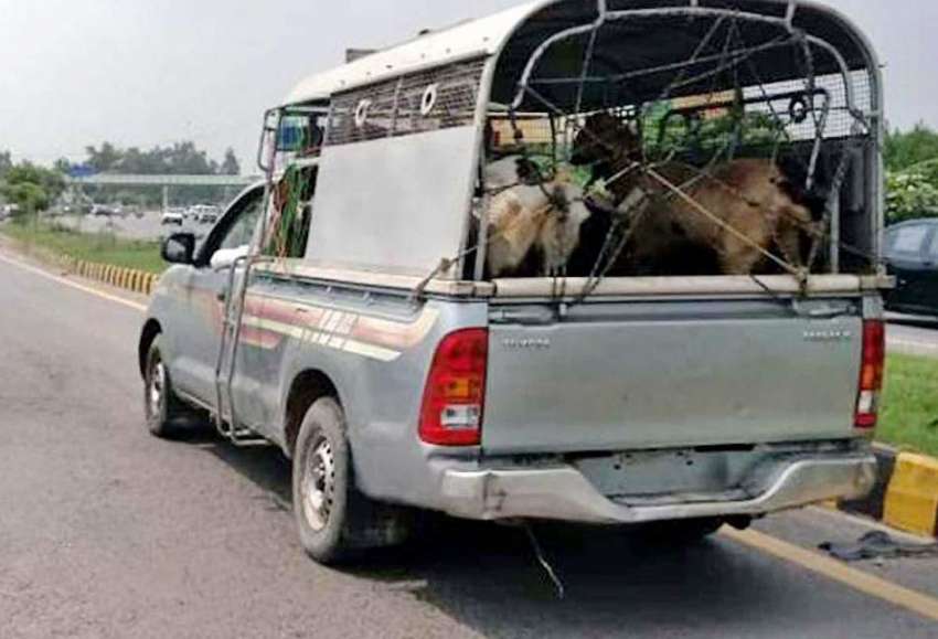 راولپنڈی: بغر نمبر پلیٹ پنجاب پولیس کی گاڑی جانور لوڈ کئے ..