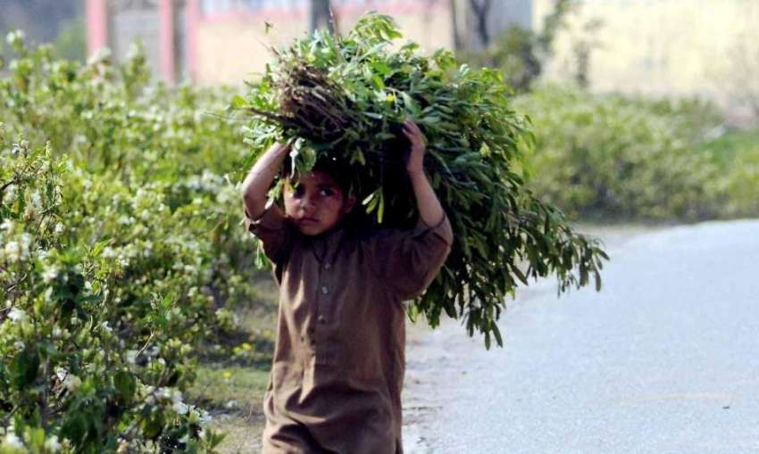اسلام آباد: ایک بچہ سر پر جھاڑیاں اٹھائے اپنی منزل کی طرف ..