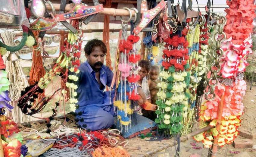 لاہور: مویشی منڈی میں ایک شحص قربانی کے جانوروں کی سجاوٹ ..