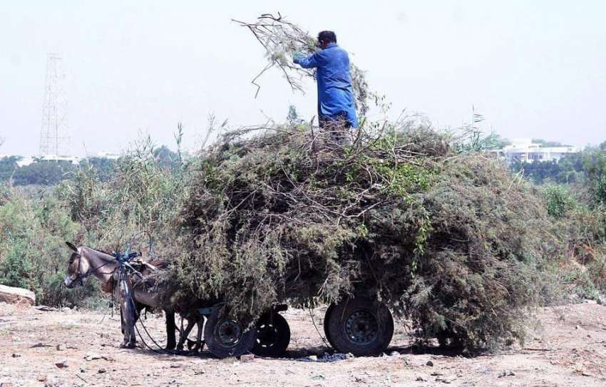 حیدر آباد: ایک شخص گدھا ریڑھی پر ٹہنیاں رکھنے میں مصروف ہے۔
