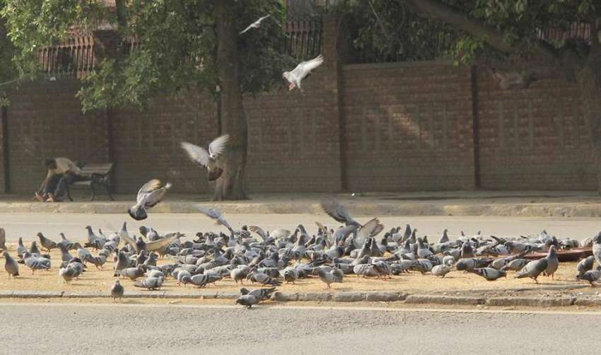 لاہور: مال روڈ پر کبوتر دانہ کھا رہے ہیں۔