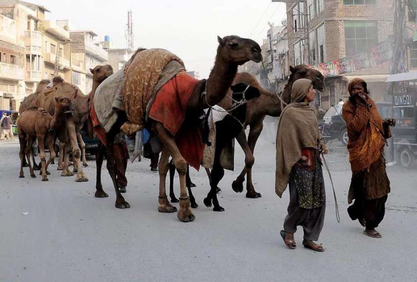 راولپنڈی: خانہ بدوش اونٹنی کے ہمراہ دودھ فروخت کے لیے جارہی ..