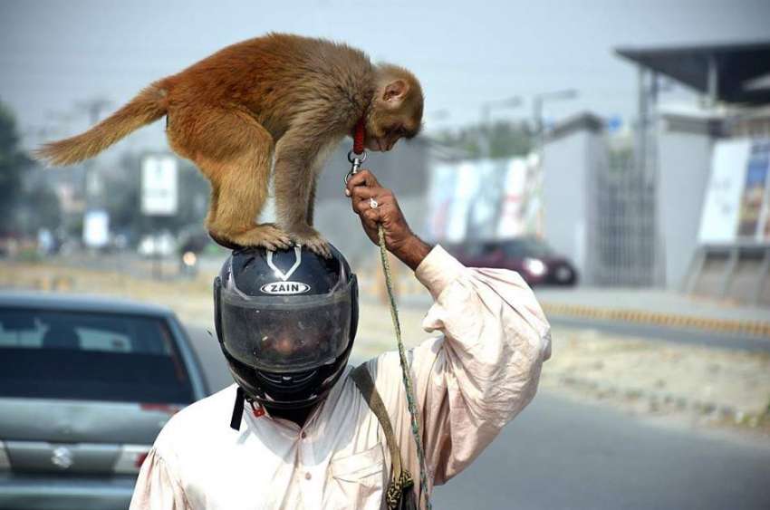 لاہور: موٹر سائیکل سوار اپنے بندر کے ہمراہ منزل کی جانب رواں ..
