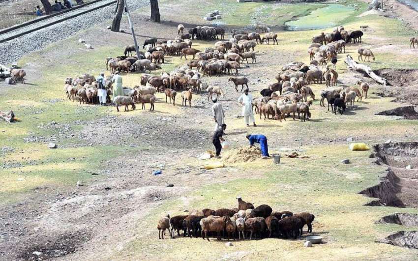 پشاور: چرواے بڑی تعداد میں اپنی بھڑی بکریاں چرا رہے ہیں۔
