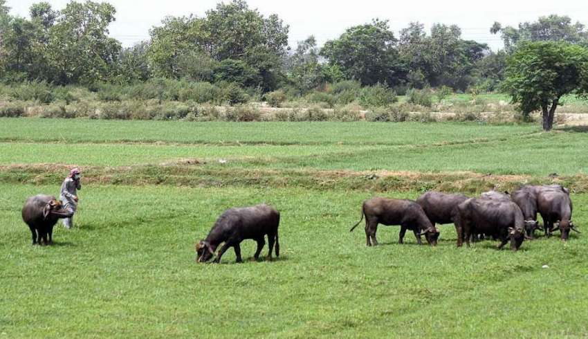 راولپنڈی: بھینسیں کھیت سے سبز چارا کھا رہی ہیں۔