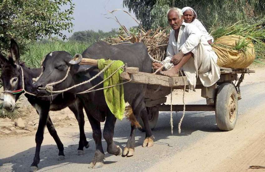 فیصل آباد: ایک معمر جوڑا جانوروں کا چارہ بیل گاڑی پر رکھے ..