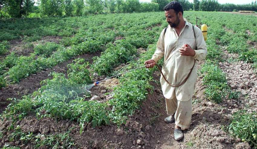 پشاور: کسان ٹماٹر کی فصل پر سپرے کر رہا ہے۔