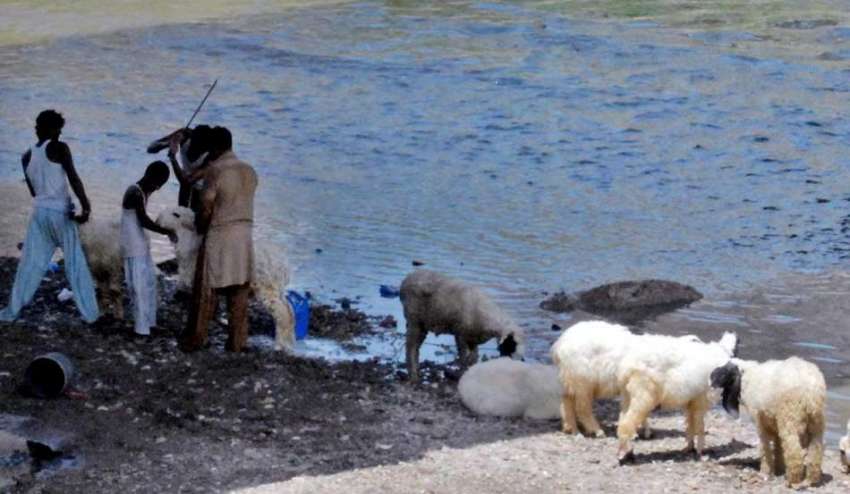 راولپنڈی: بیوپاری نالہ لئی کنارے قربانی کے جانوروں کو نہلا ..