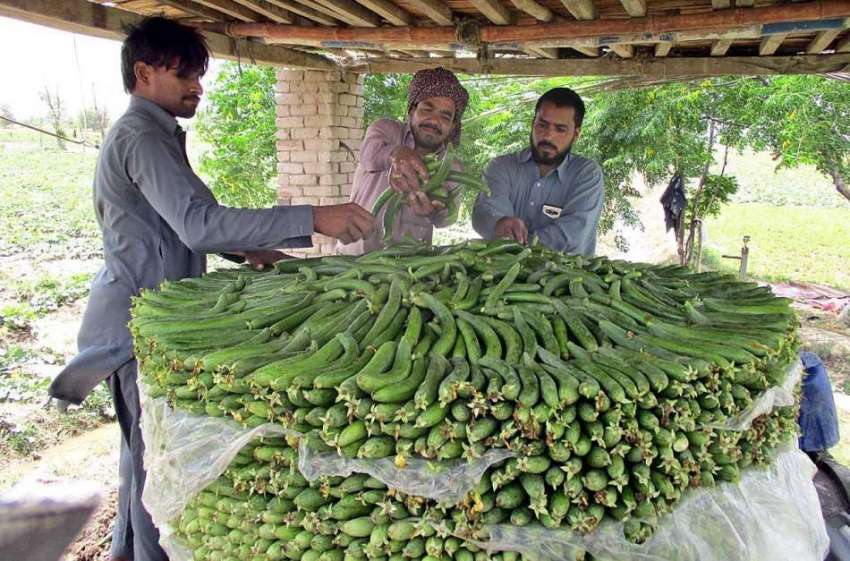 فیصل آباد: کسان فروخت کے لیے تازہ سبزی سجا رہا ہے۔