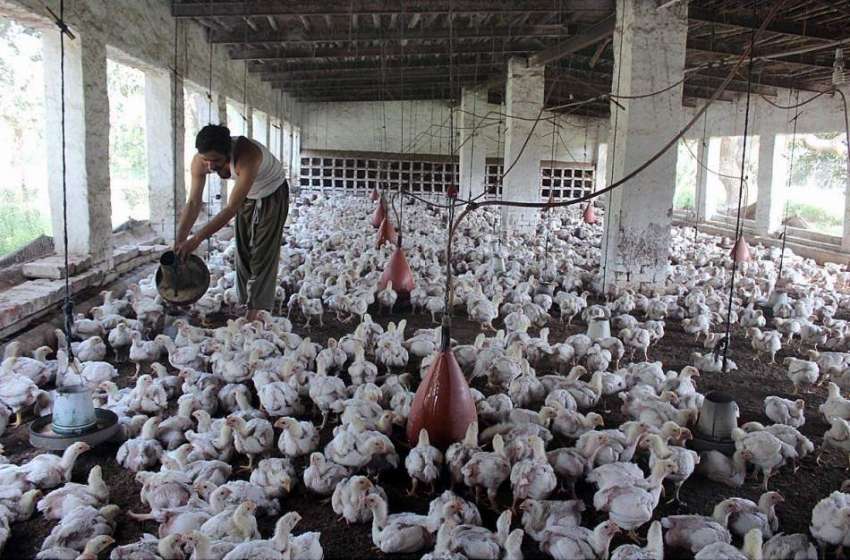 ملتان: مرغی خانے میں مزدور مرغیوں کو خوراک دے رہا ہے۔