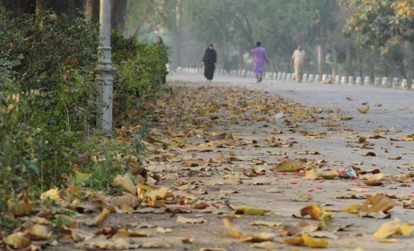 لاہور: باغ جناح میں سڑک پر بکھرے پتے خوبصورت منظر پیش کر ..