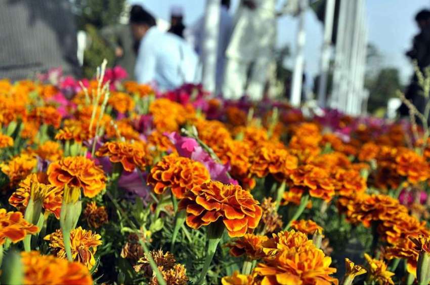 اسلام آباد: سڑک کنارے لگے موسمی پودوں اور پھولوں کا خوبصورت ..