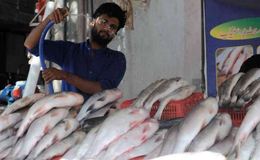 اسلام آباد: دکاندار مچھلی کو پانی لگا رہا ہے۔