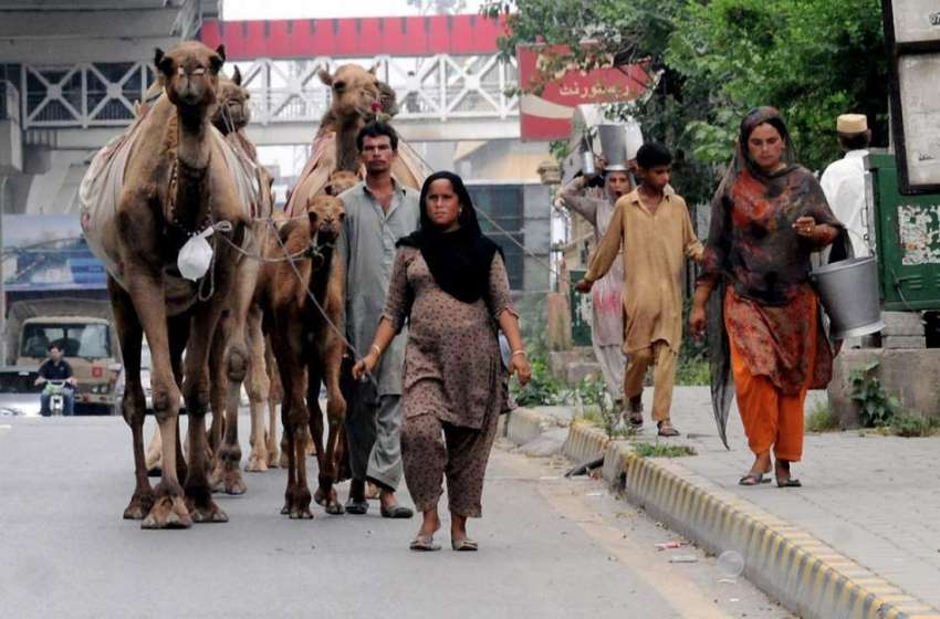 راولپنڈی: خانہ بدوش خواتین اونٹنی کا دودھ فروخت کرنے کے ..