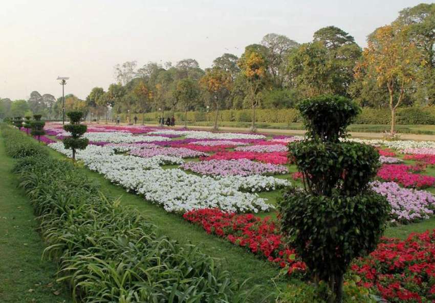 لاہور: جیلانی پارک میں کھلے ہوئے پھول خوبصورت منظر پیش کر ..