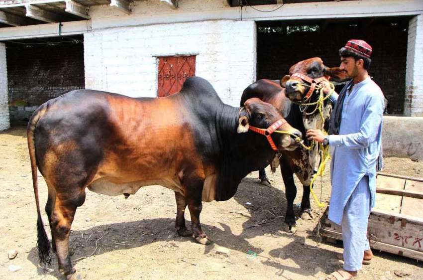 پشاور: بیوپاری گائے فروخت کے لیے گاہکوں کا منتظر ہے۔