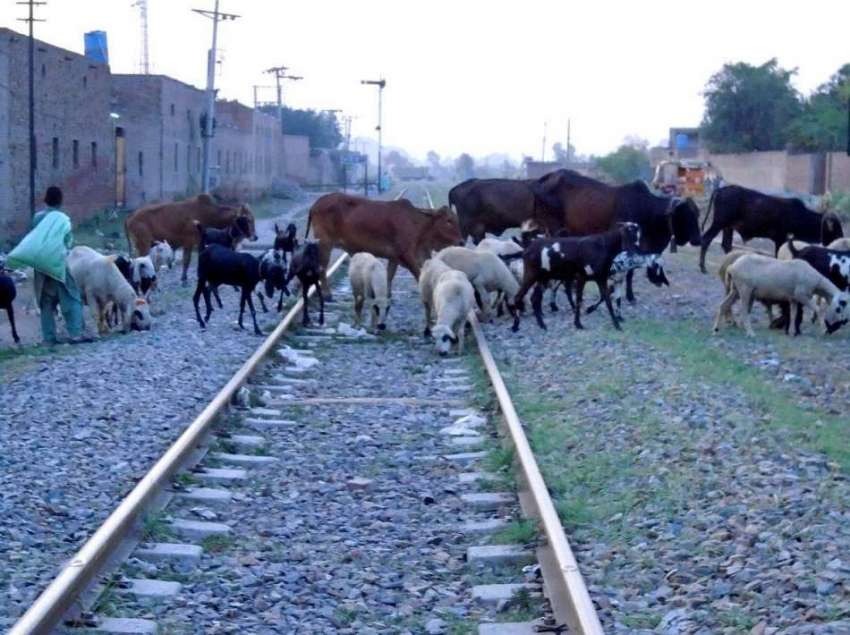 چنیوٹ: ریلوے لائن پر مال مویشی پھر رہے ہیں جو کس حادثے کا ..