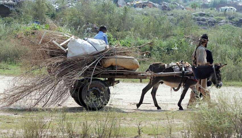 راولپنڈی: خانہ بدوش شخص گھر کا چولہا جلانے کے لیے خشک لکڑیاں ..
