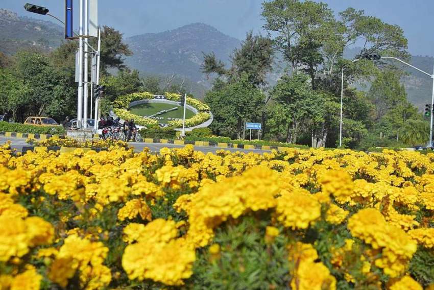 اسلام آباد: سڑک کنارے گرین بیلٹ پر پھولوں کا دلکش منظر۔