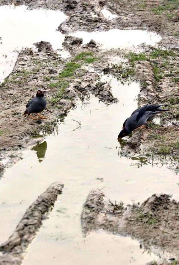 اسلام آباد: پرندے پیاس کی شدت کم کرنے کے لیے پانی پی رہے ہیں۔