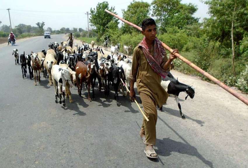 چنیوٹ: ایک چرواہا بھیڑ بکریاں چرانے کے لیے لیجا رہا ہے۔