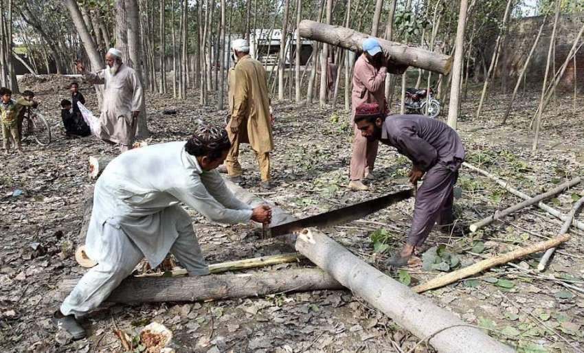 پشاور: کسان درخت کاٹنے میں مصروف ہیں۔