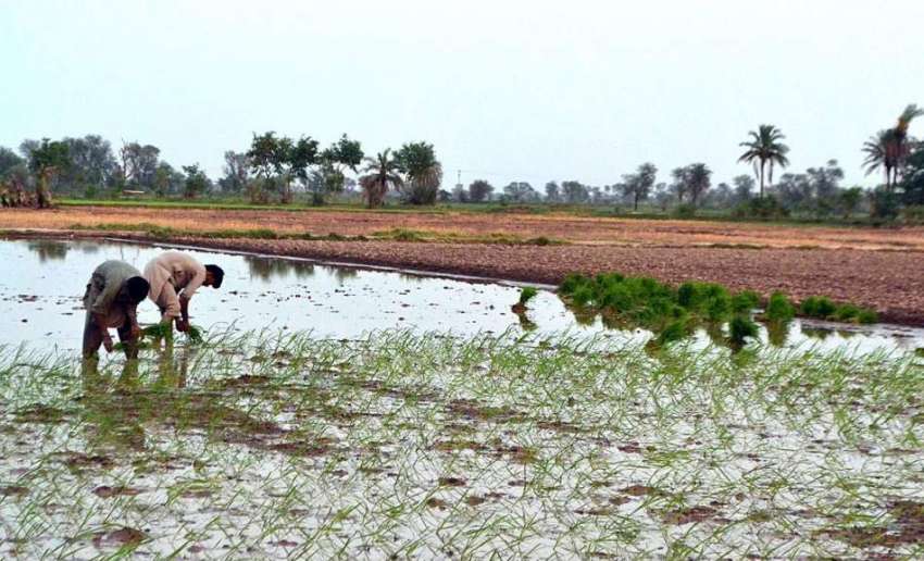 سرگودھا: کسان چاول کی فصل کاشت کر رہے ہیں۔